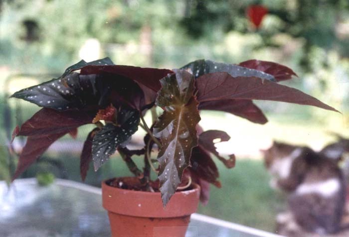 B. ‘Touch of Velvet’